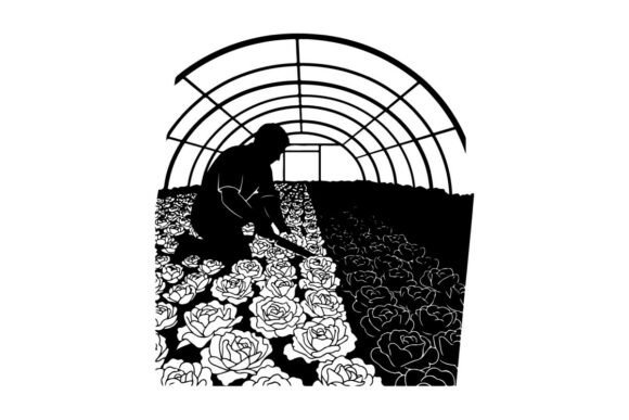 Farmer Harvesting Roses in Greenhouse Ve Graphics